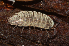 Caeroplastes porphyrivagus