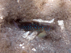 Bluespot Shrimpgoby photo 4