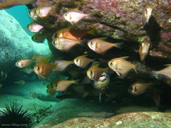 Pempheris compressa