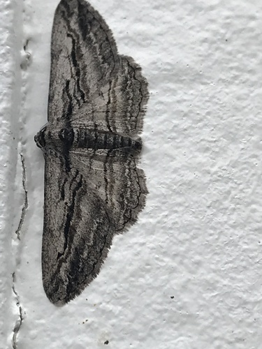 iNaturalist observation photo of Pterotaea lamiaria