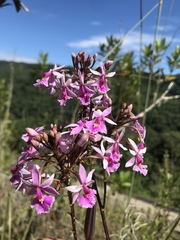 Epidendrum calanthum