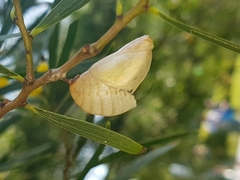 Polyura hebe