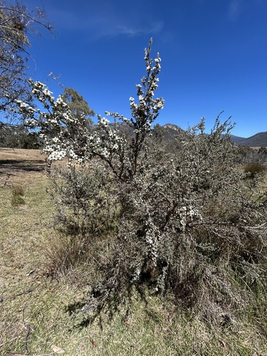 Leptospermum myrtifolium, photograph 3