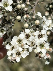 Leptospermum myrtifolium, photograph (c) Tony Eales, some rights reserved (CC BY-SA)
