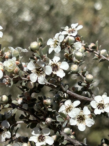 Leptospermum myrtifolium, photograph 5