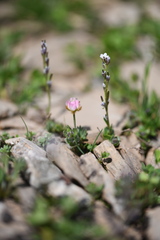 Arabis caerulea, photograph (c) Flavien Saboureau, some rights reserved (CC BY)