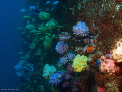 Halisarca australiensis
