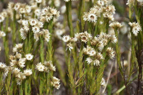 Grassland Chafflower (Achyranthemum striatum)