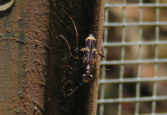 Distipsidera undulata