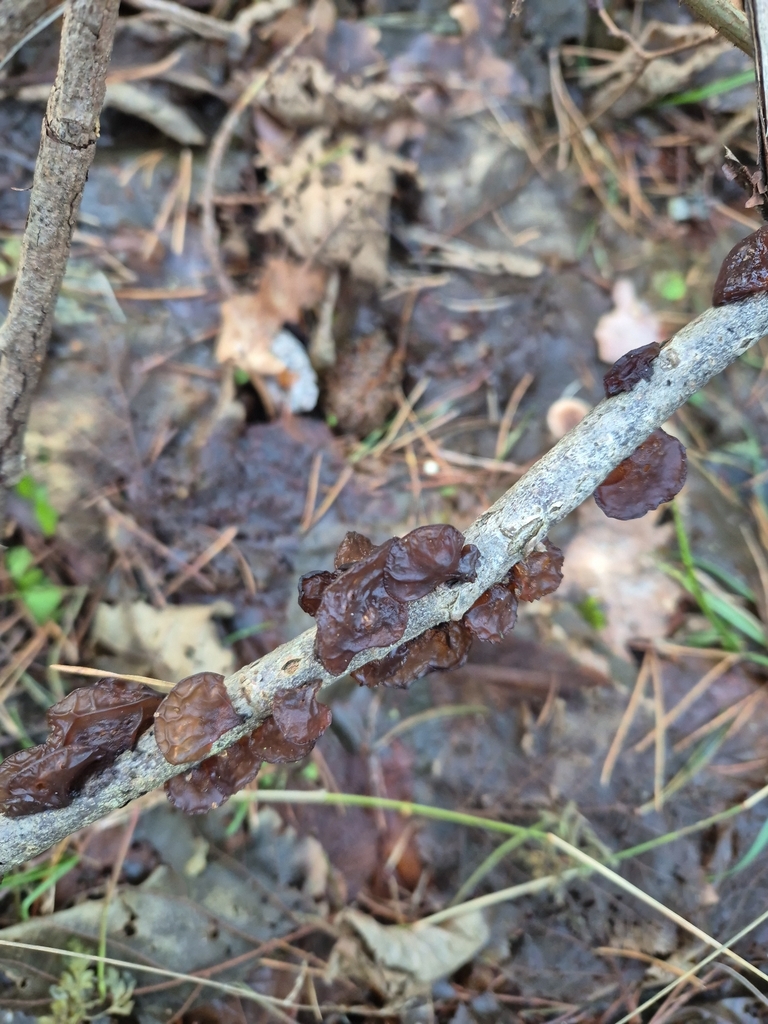 Exidia recisa · December 2025 · photo: © daniel4972 (iNaturalist, cc0)