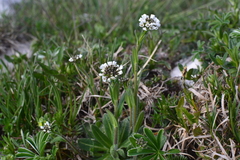 (c) Flavien Saboureau, some rights reserved (CC BY) Arabis ciliata, photograph (c) Flavien Saboureau, some rights reserved (CC BY)