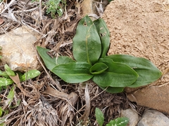 Biarum dispar