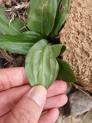 Biarum dispar, photograph (c) Mehdi Chetibi, some rights reserved (CC BY)