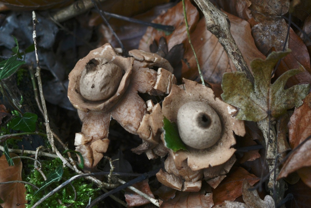 Geastrum michelianum · December 2025 · photo: © cryptomarasmius (iNaturalist, cc-by)