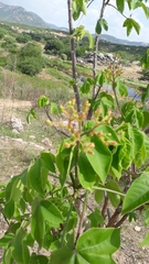 Jatropha mollissima