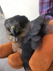 Accipiter cooperii