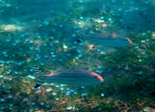 Upeneus vittatus observed 2023-10-28