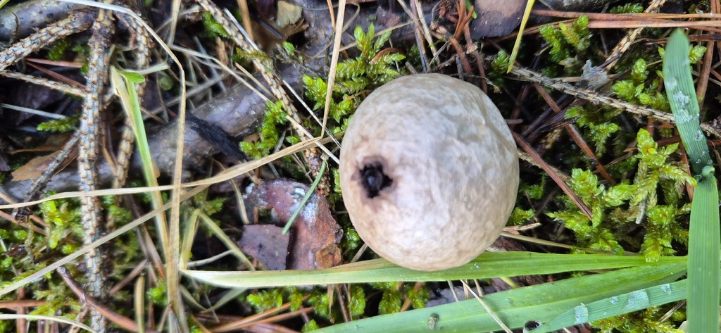 Lycoperdon perlatum · December 2025 · photo: © daniel4972 (iNaturalist, cc0)