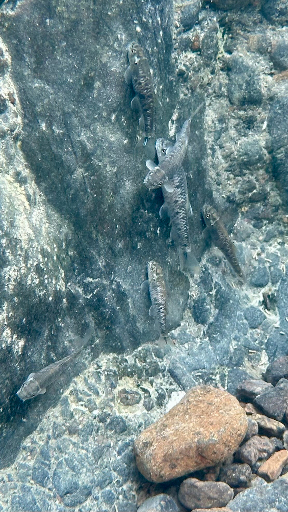 Oman garra (Garra barreimiae) — Cyprinidae