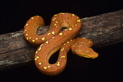 Green Python photo 1
