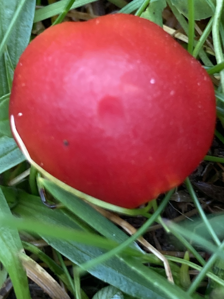 Hygrocybe coccinea · December 2025 · photo: © nick37158 (iNaturalist, cc-by)