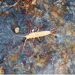 Nicoletiidae
