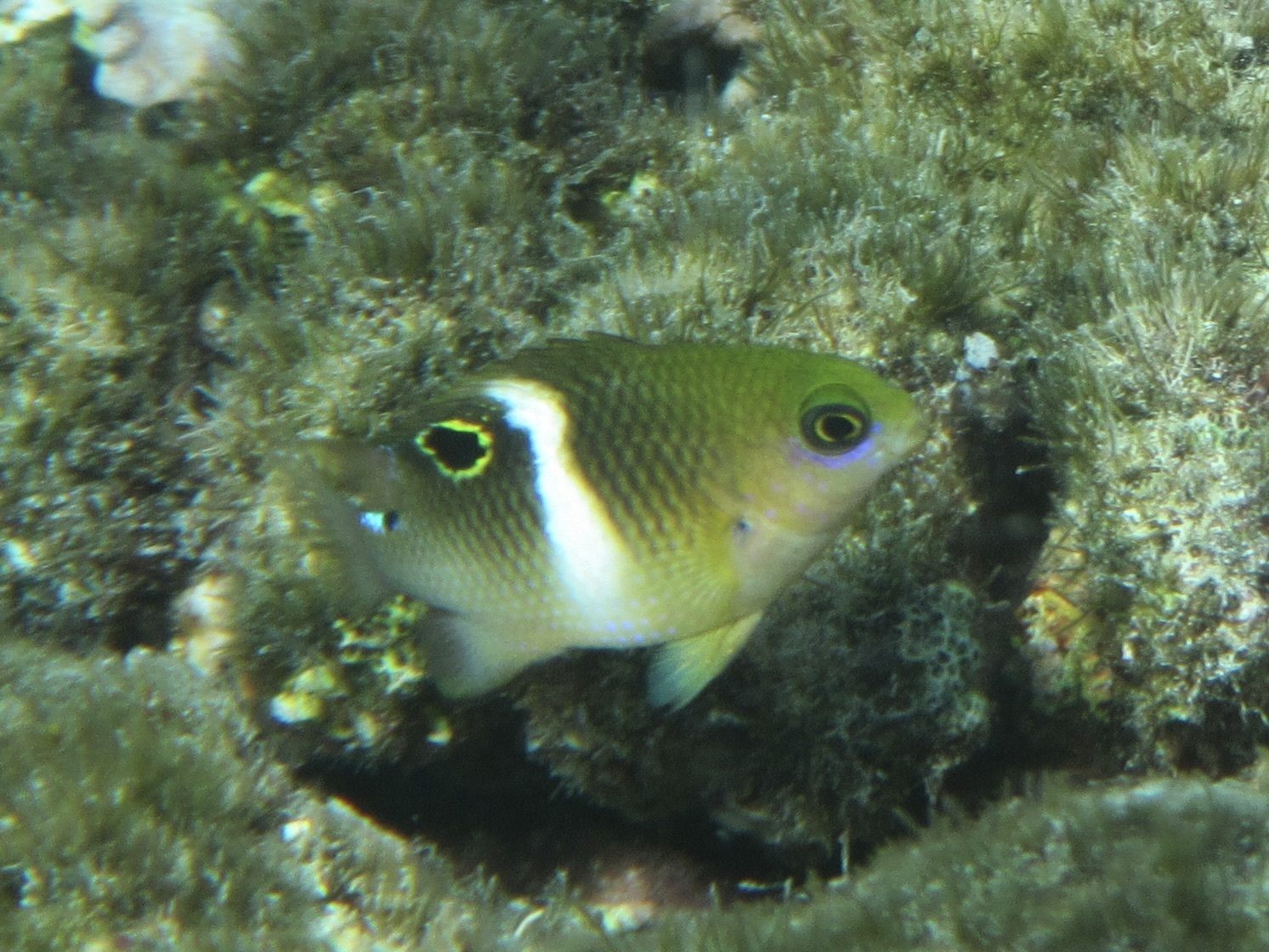白帶固曲齒鯛(石剎) Plectroglyphidodon leucozonus