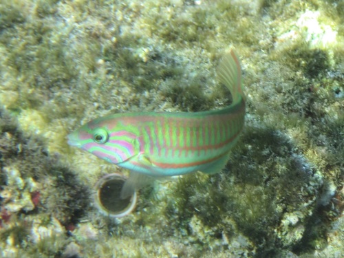 Thalassoma rueppellii