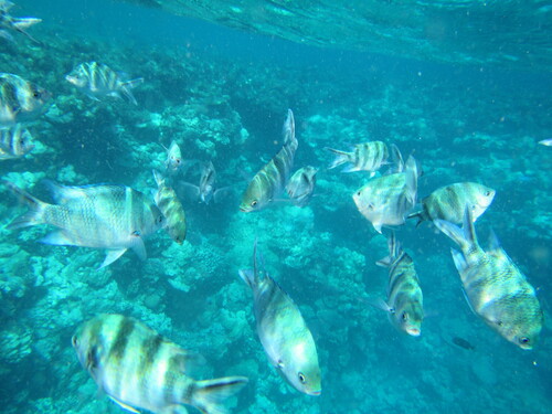 Abudefduf sexfasciatus