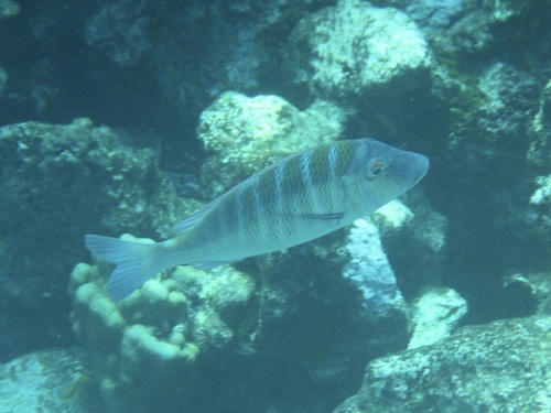 Lethrinus mahsena