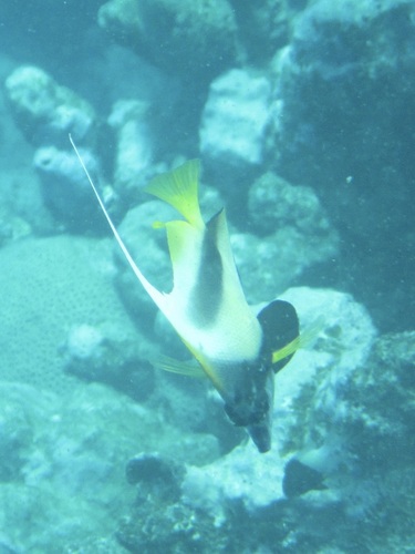 Heniochus intermedius