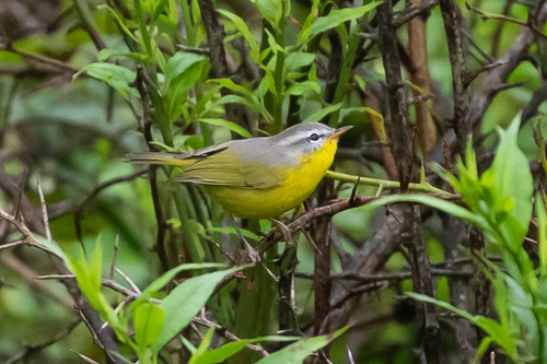 Grey-hooded Warbler (Phylloscopus xanthoschistos), photo 5