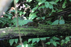 Niobe Ground Squirrel photo 3