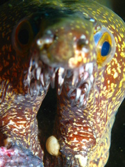 Cymothoida