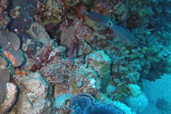 Cheilodipterus lachneri