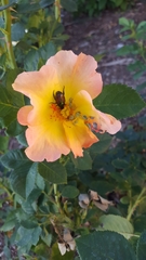 Popillia japonica