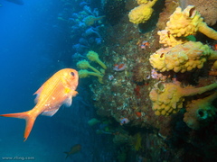 Pyura spinifera
