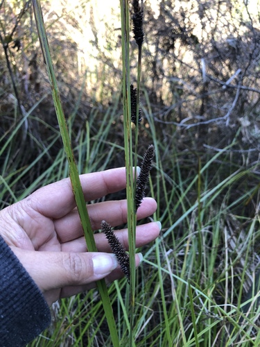 iNaturalist observation photo of true sedges