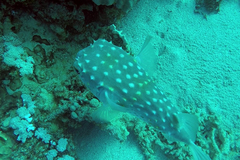 Cyclichthys spilostylus
