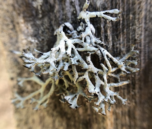 iNaturalist observation photo of Imshaug's Tube Lichen