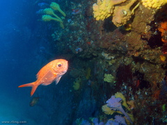Pyura spinifera
