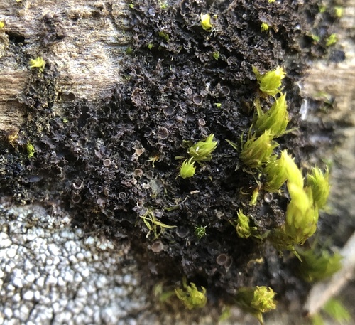 iNaturalist observation photo of Collemataceae
