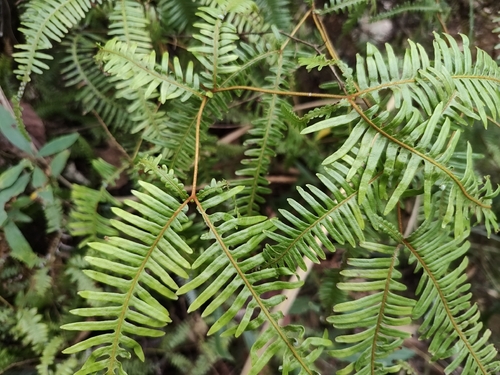 Dicranopteris subpectinata observed 2025-12-28