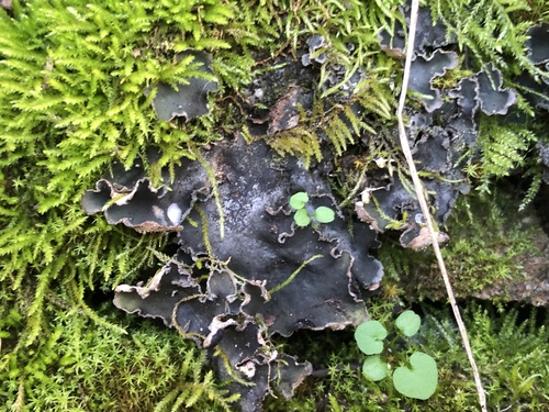 iNaturalist observation photo of tree pelt lichen