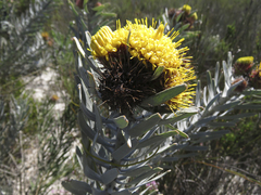 Leucospermum parile