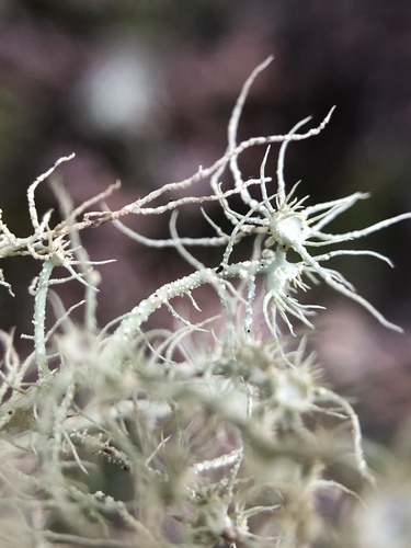 iNaturalist observation photo of Arizona Beard Lichen
