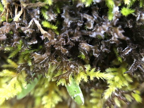 iNaturalist observation photo of Collemataceae