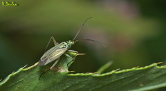 Oncotylus viridiflavus