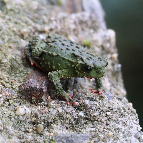 Brazilian Redbelly Toad, Melanophryniscus cambaraensis