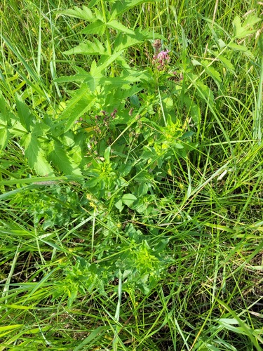 trailing restharrow (Ononis arvensis)
